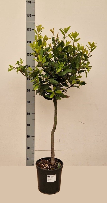 <h4>LAU NOBILIS</h4>