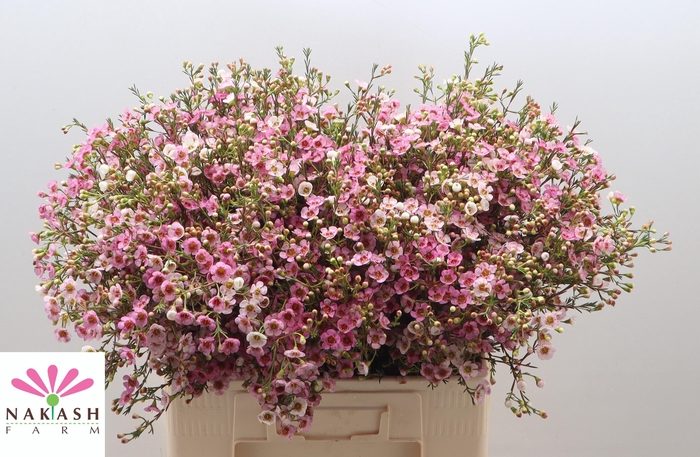 <h4>Cham Un Leilani</h4>