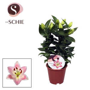 Lilium Souvenir 13cm