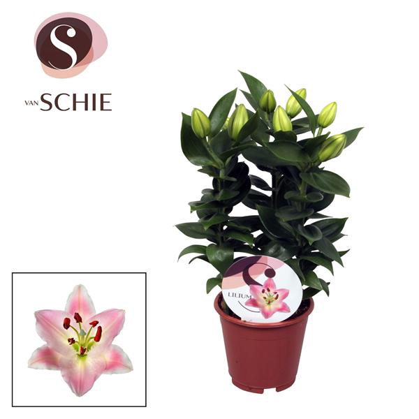 <h4>Lilium Souvenir 13cm</h4>