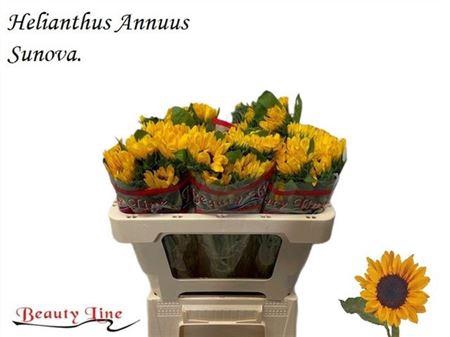 <h4>Heli Sunova</h4>