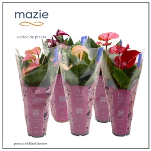 Anthurium KARMA - Various Mix in Mazie Love 12cm
