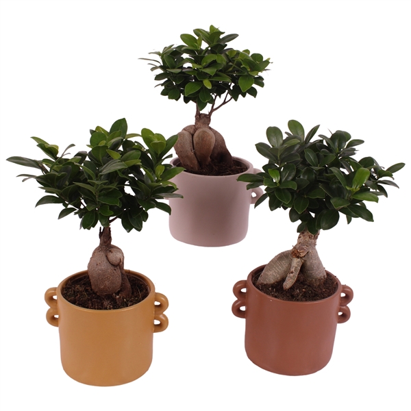 <h4>Ficus m. Ginseng Ball Shape Ø12cm in Ø17cm Ceramic EV562</h4>