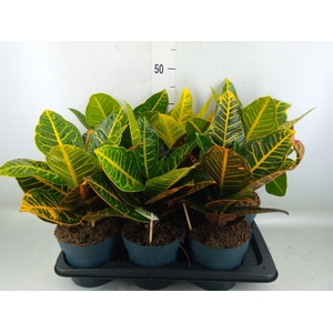 Codiaeum var. GR 'Petra'