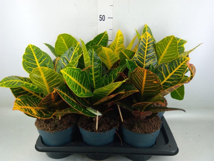 <h4>Codiaeum var. GR 'Petra'</h4>