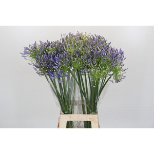 Agapanthus Mediterranee