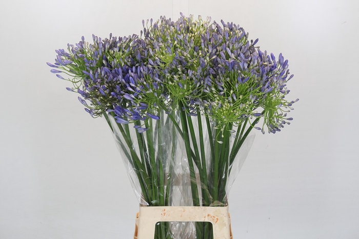 Agapanthus Mediterranee