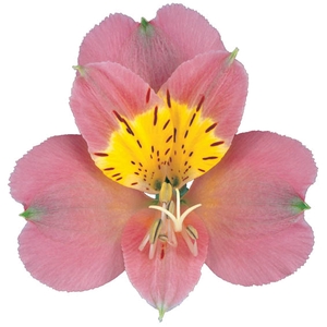 ALSTROEMERIA MODENA 080 CM