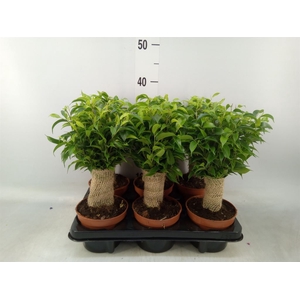 Ficus benja. 'Natasja'