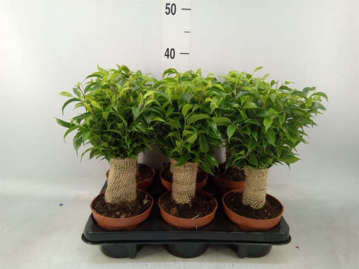<h4>Ficus benja. 'Natasja'</h4>