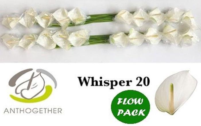 <h4>Anthurium andr. 'Whisper'</h4>