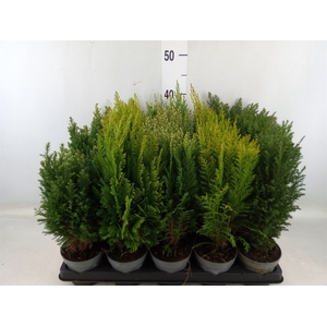 Conifers   ...mix