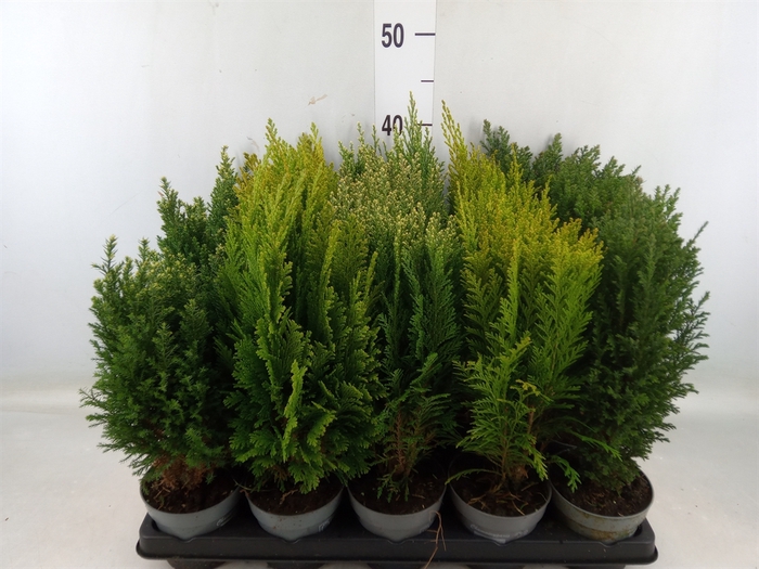 <h4>Conifers   ...mix</h4>