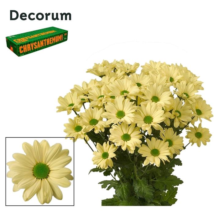 <h4>Chr T Kennedy Decorum Cream</h4>