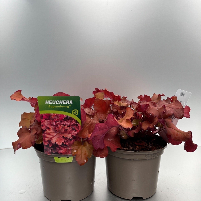 <h4>Heuchera 'Boysenberry'®</h4>
