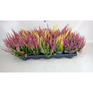 Calluna vulg. 'Beauty L'  ..mix 3/p