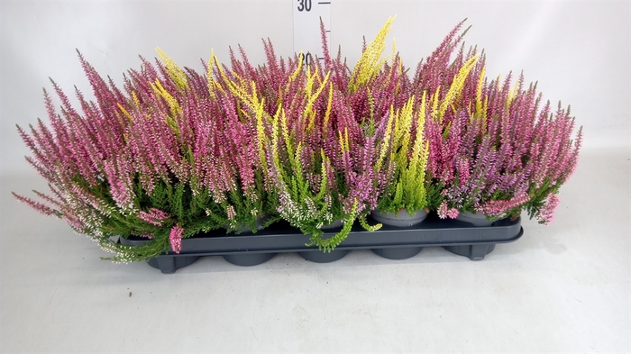 <h4>Calluna vulg. 'Beauty L'  ..mix 3/p</h4>