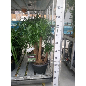 Beaucarnea recurvata