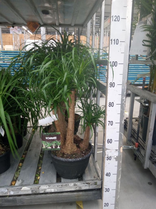 <h4>Beaucarnea recurvata</h4>