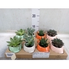 Arr.   Planten L%