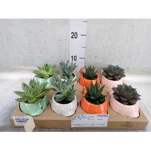 Arr.   Planten L%