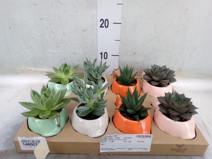 <h4>Arr.   Planten L%</h4>