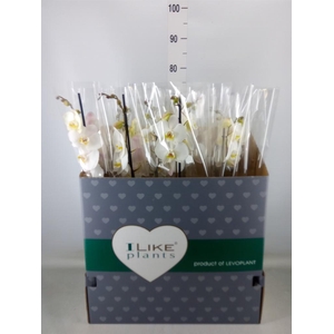 Phalaenopsis   ...white