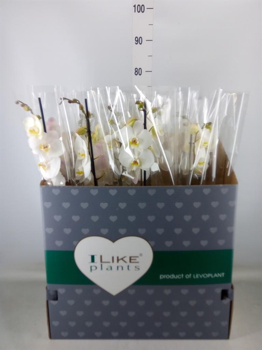 <h4>Phalaenopsis   ...white</h4>