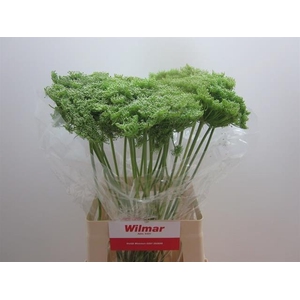 AMMI VIS GREEN