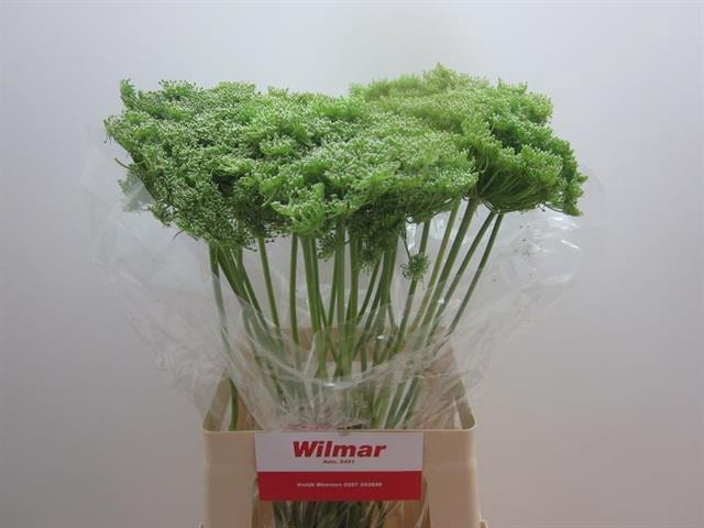 AMMI VIS GREEN