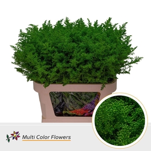 Solidago   ...colored  H%