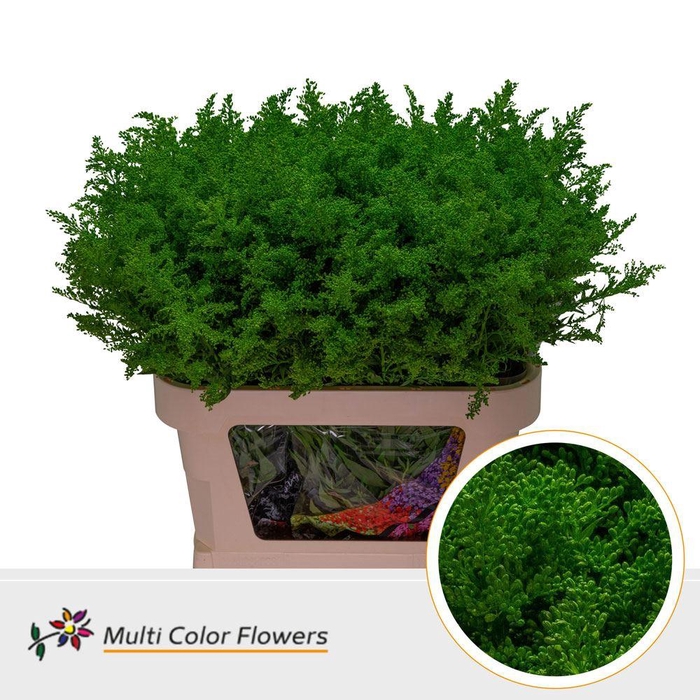 <h4>Solidago   ...colored  H%</h4>