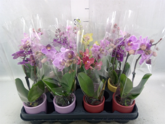 <h4>Phalaenopsis   ...mini</h4>