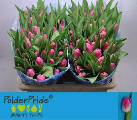 <h4>TU EN PINK STONE</h4>