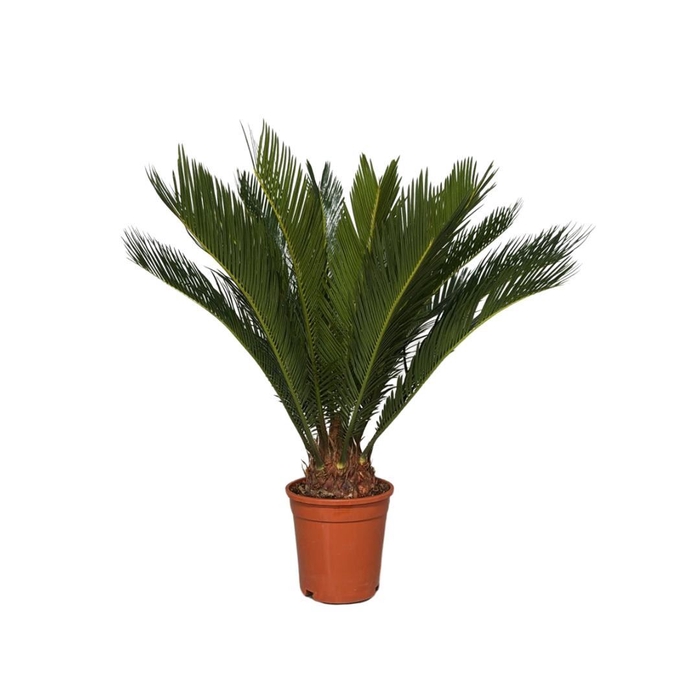 <h4>Cycas revoluta</h4>