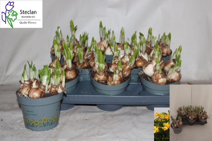 <h4>NARC O TETE A TETE</h4>