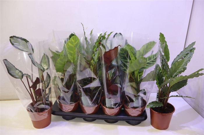 <h4>Calat Gem 3 Srt</h4>