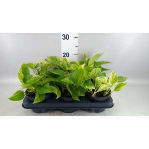 Epipremnum pinn. 'Marble Queen'