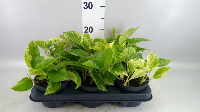 <h4>Epipremnum pinn. 'Marble Queen'</h4>