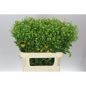 Helenium Kupfersprudel