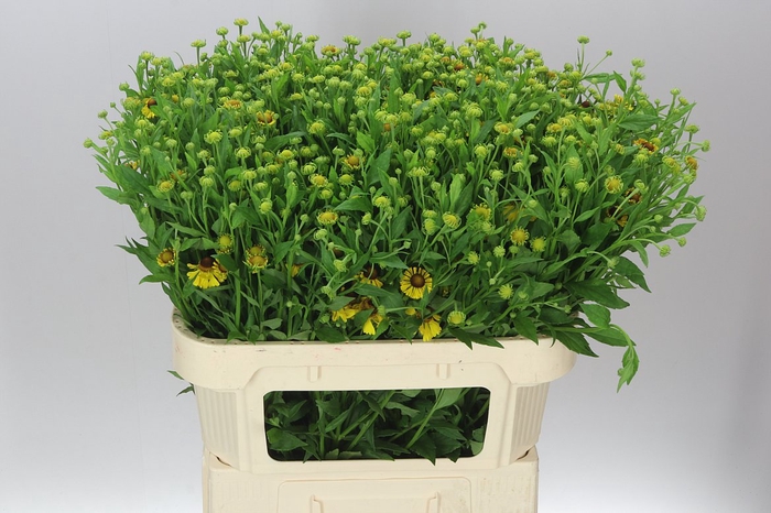 <h4>Helenium Kupfersprudel</h4>