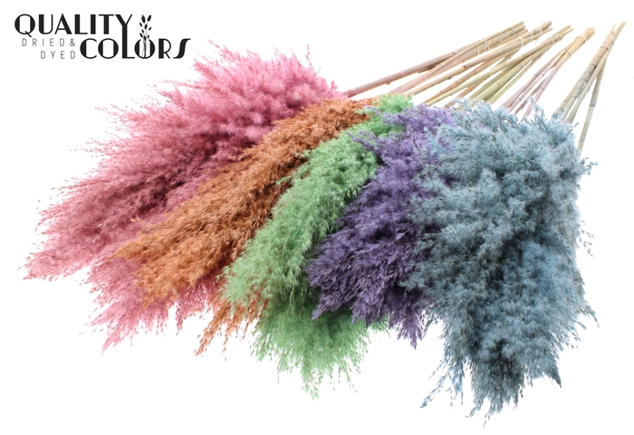 <h4>Pampas Grass 100cm 5st/bunch Mixed Colours Frosted</h4>