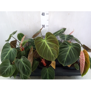 Philodendron   ...