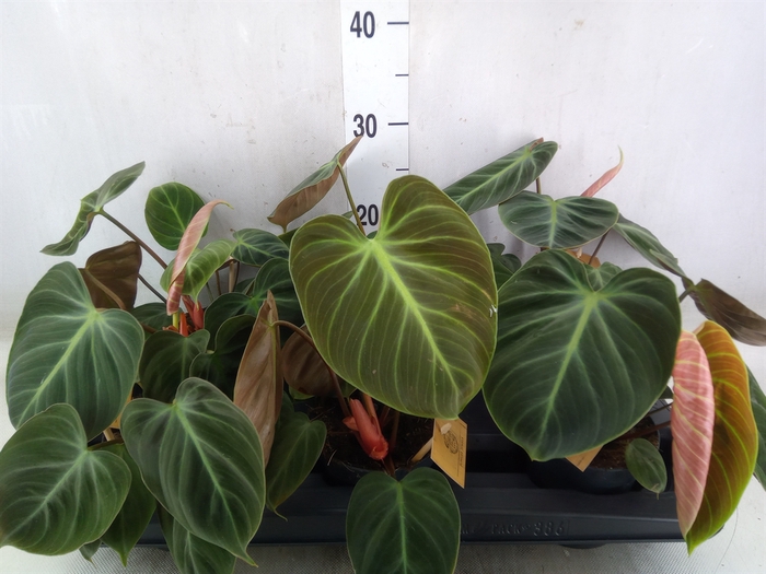 <h4>Philodendron   ...</h4>