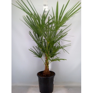 Trachycarpus fortunei