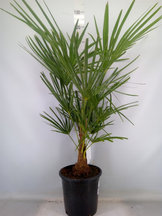<h4>Trachycarpus fortunei</h4>