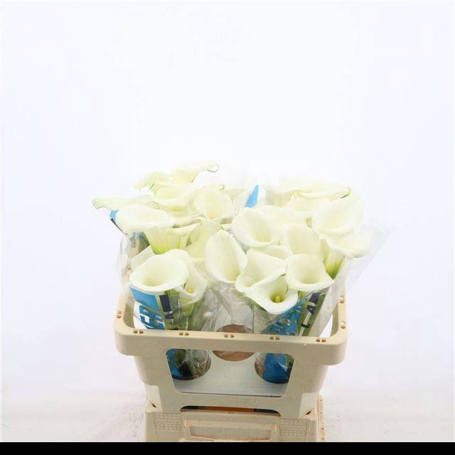 <h4>ZANT WHITE ART</h4>