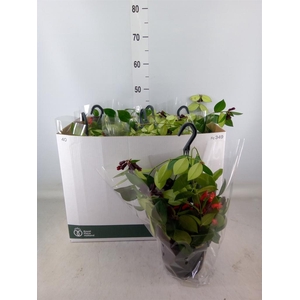 Aeschynanthus  'Mona Lisa'