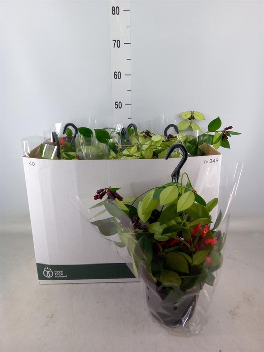 <h4>Aeschynanthus 'Mona Lisa'</h4>