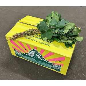 SALAL TIPS YELLOW BOX